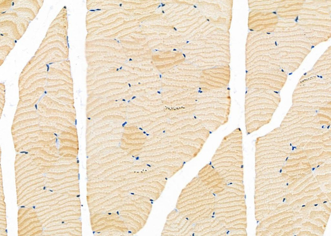 GNG13 Antibody in Immunohistochemistry (Paraffin) (IHC (P))