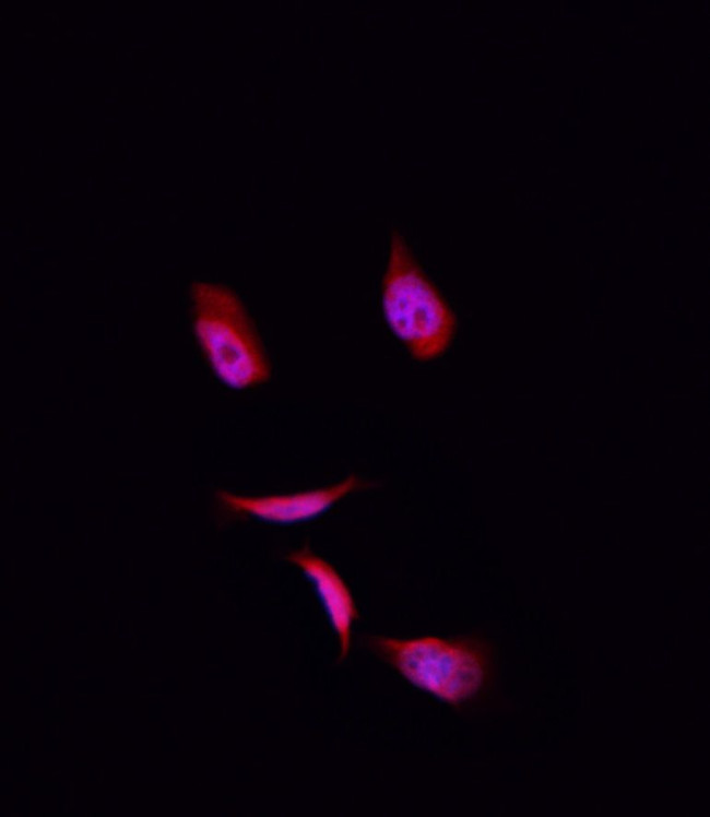 COPS3 Antibody in Immunocytochemistry (ICC/IF)