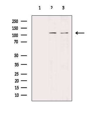 THRAP4 Antibody in Western Blot (WB)