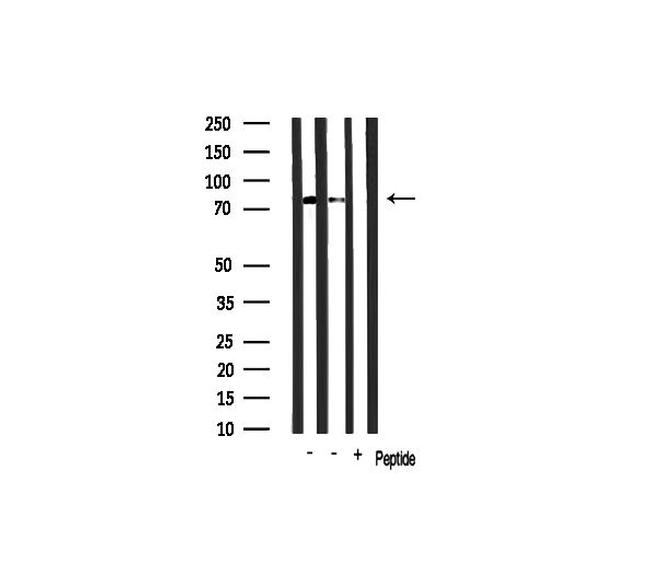 RBAK Antibody in Western Blot (WB)