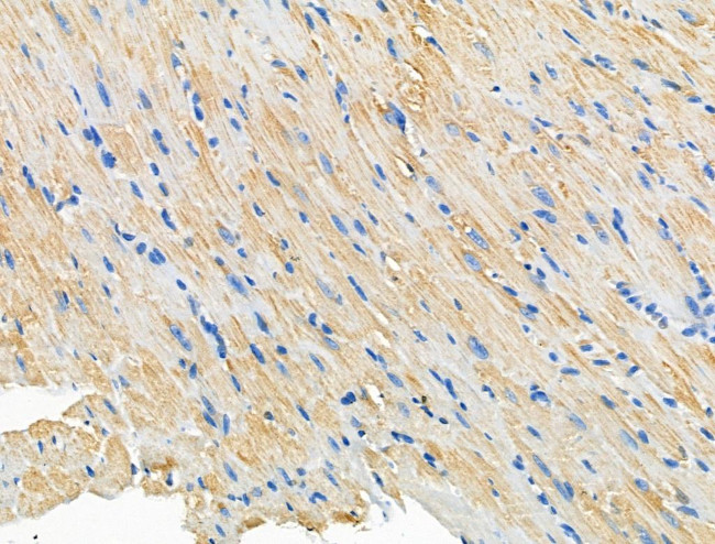 CERKL Antibody in Immunohistochemistry (Paraffin) (IHC (P))