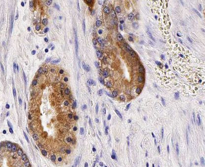 ANO7 Antibody in Immunohistochemistry (Paraffin) (IHC (P))