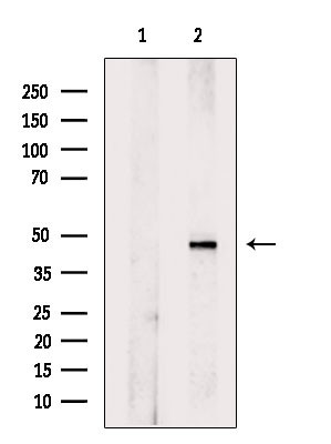 Phospho-GSK3B (Ser9) Antibody in Western Blot (WB)