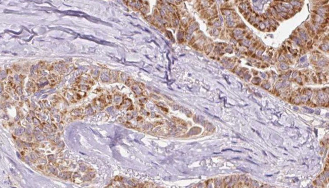Phospho-Connexin 43 (Tyr265) Antibody in Immunohistochemistry (Paraffin) (IHC (P))