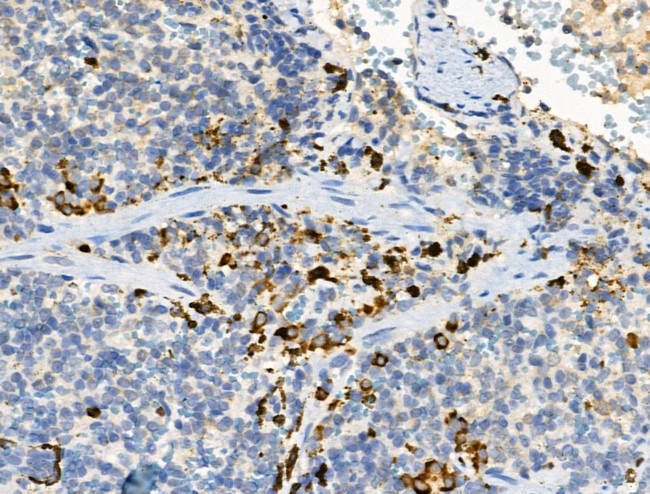 Phospho-Cdc25B (Ser151) Antibody in Immunohistochemistry (Paraffin) (IHC (P))