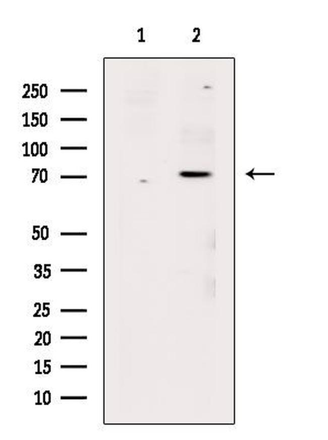 Phospho-RUNX1 (Ser249) Antibody in Western Blot (WB)