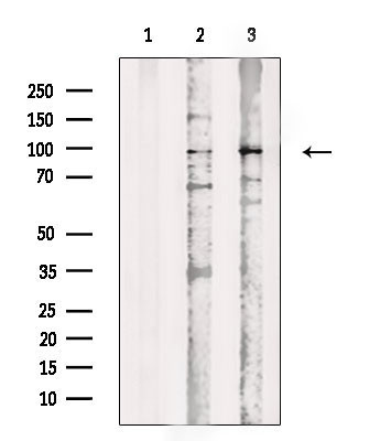 Phospho-BAP1 (Ser592) Antibody in Immunocytochemistry (ICC/IF)