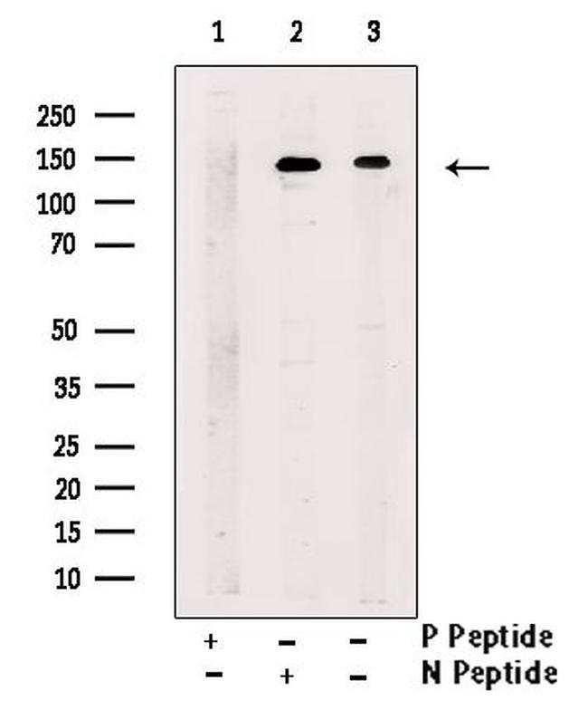 Phospho-KIF1B (Ser1487) Antibody in Western Blot (WB)