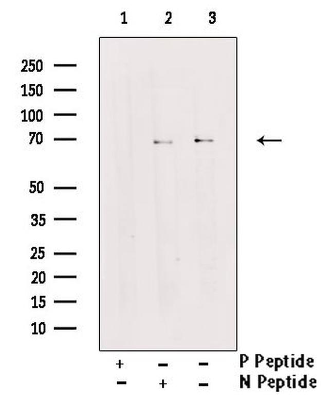 Phospho-RANBP3 (Ser126, Ser58) Antibody in Western Blot (WB)