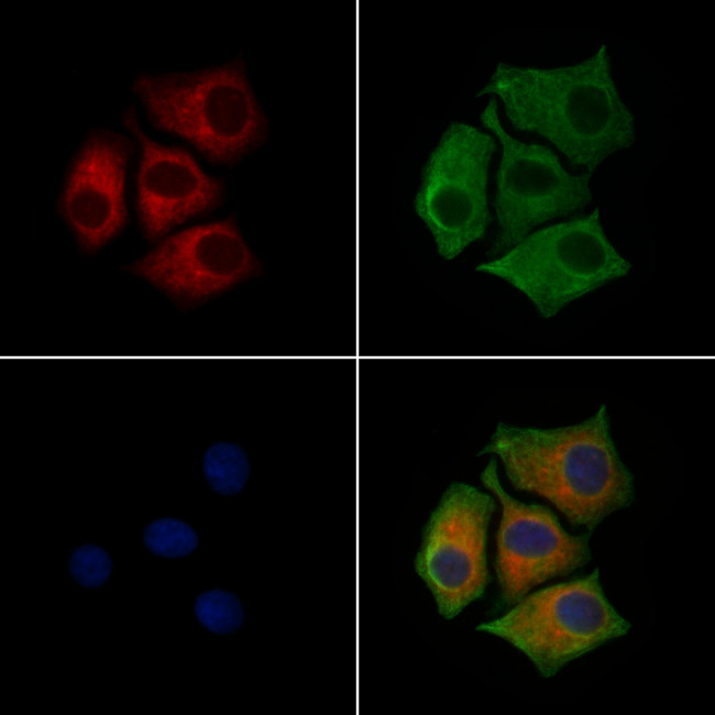 Phospho-Calnexin (Ser564) Antibody in Immunocytochemistry (ICC/IF)
