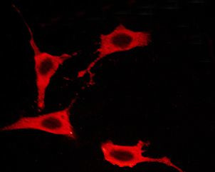 Phospho-EGFR (Thr693) Antibody in Immunocytochemistry (ICC/IF)