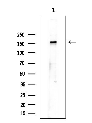 Phospho-EGFR (Ser1071) Antibody in Western Blot (WB)