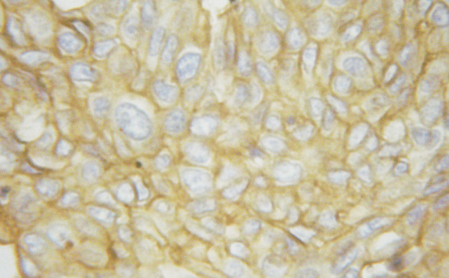 Phospho-ATP1A1 (Ser16) Antibody in Immunohistochemistry (Paraffin) (IHC (P))