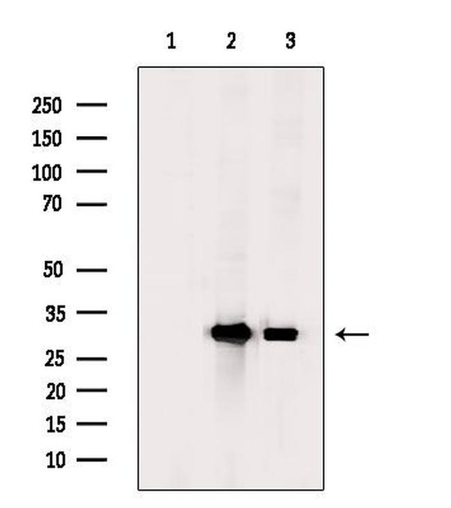 Phospho-CDK1 (Tyr15) Antibody in Western Blot (WB)