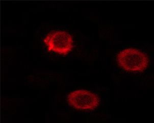 Phospho-CD45 (Ser1009) Antibody in Immunocytochemistry (ICC/IF)