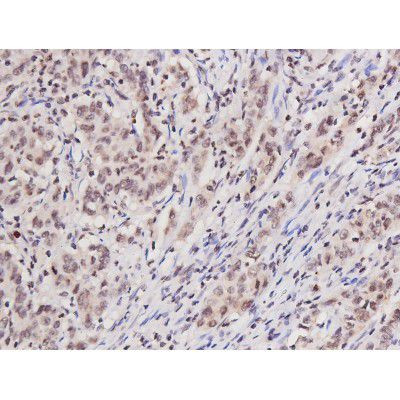 Phospho-Tau (Ser235) Antibody in Immunohistochemistry (Paraffin) (IHC (P))