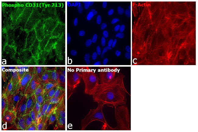 Phospho-CD31 (Tyr713) Antibody in Immunocytochemistry (ICC/IF)