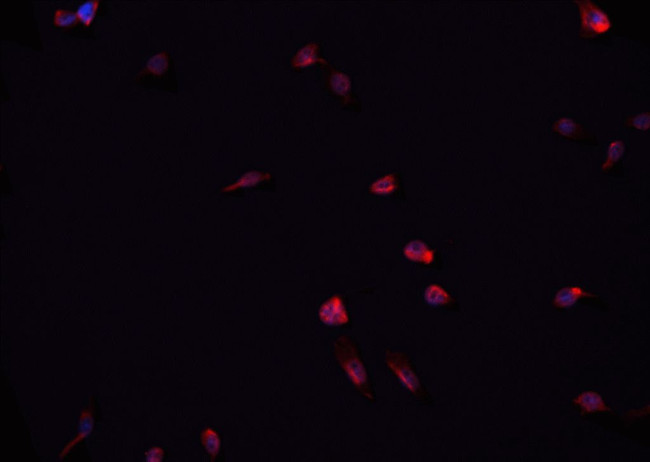 Phospho-JNK1/JNK2/JNK3 (Thr183, Tyr185) Antibody in Immunocytochemistry (ICC/IF)
