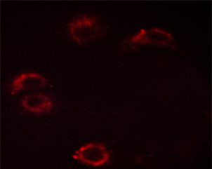 Phospho-Crk (Tyr221) Antibody in Immunocytochemistry (ICC/IF)