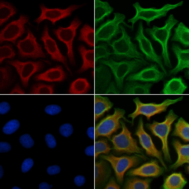 Phospho-MEK1 (Thr292) Antibody in Immunocytochemistry (ICC/IF)