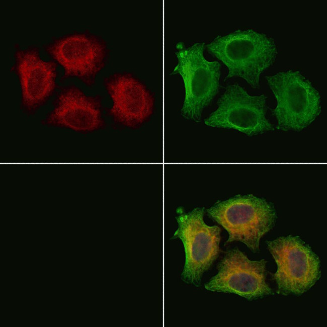 Phospho-MAP2K1/MAP2K2 (Ser222) Antibody in Immunocytochemistry (ICC/IF)