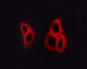 Phospho-NMDAR1 (Ser890) Antibody in Immunocytochemistry (ICC/IF)