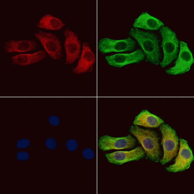 Phospho-G3BP1 (Ser232) Antibody in Immunocytochemistry (ICC/IF)