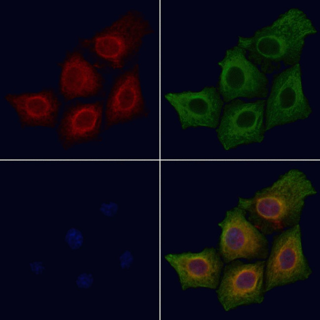 Phospho-SIRT1 (Ser47) Antibody in Immunocytochemistry (ICC/IF)