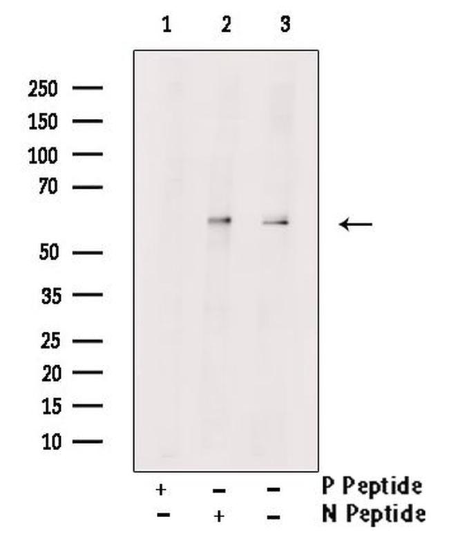 Phospho-Occludin (Thr382 ) Antibody in Western Blot (WB)