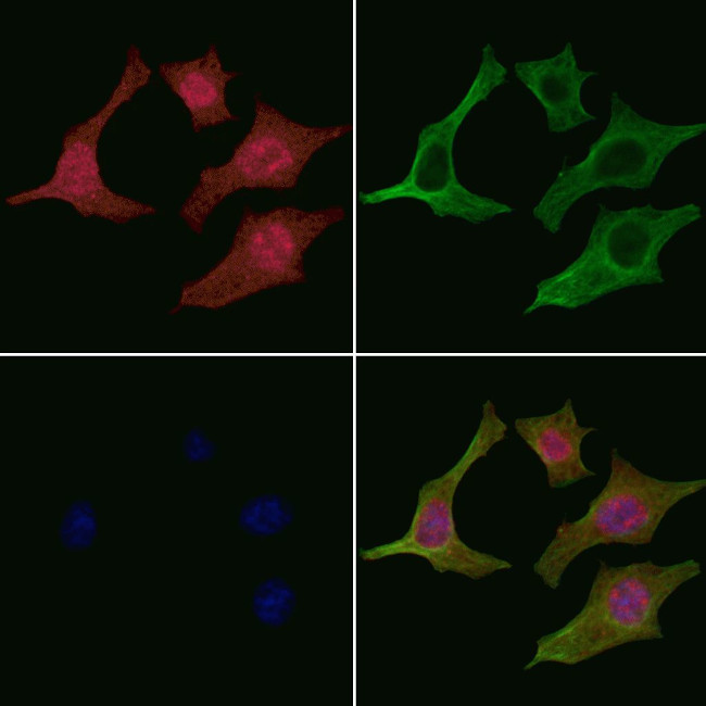 Phospho-GRAP2 (Thr262) Antibody in Immunocytochemistry (ICC/IF)