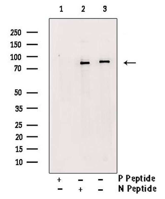 Phospho-TAB2 (Ser450) Antibody in Western Blot (WB)