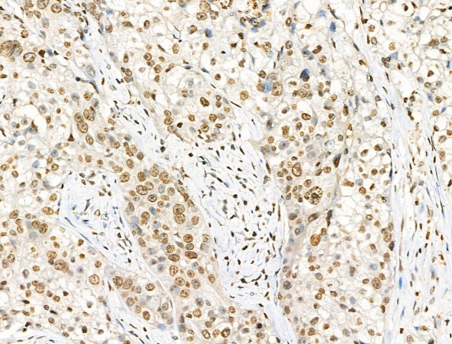 Phospho-Histone H4 (Tyr89) Antibody in Immunohistochemistry (Paraffin) (IHC (P))