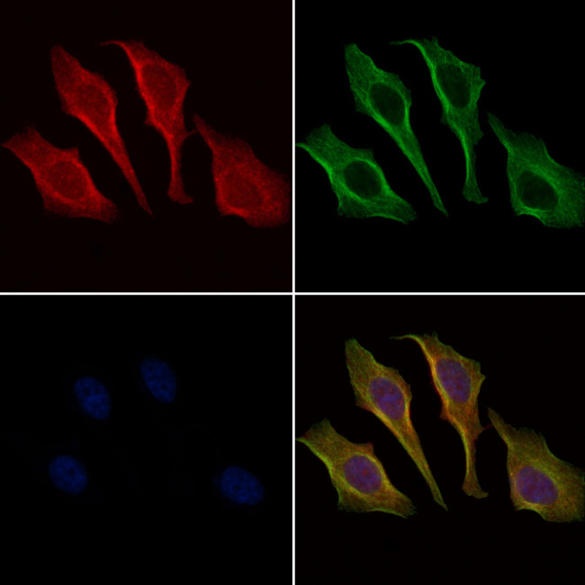 Phospho-IRAK4 (Thr342) Antibody in Immunocytochemistry (ICC/IF)