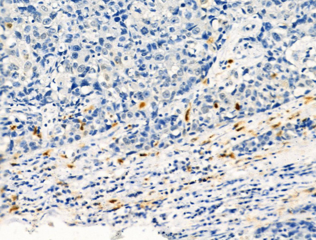 Phospho-c-Kit (Tyr721) Antibody in Immunohistochemistry (Paraffin) (IHC (P))