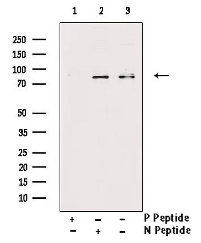 Phospho-Ku80 (Ser145) Antibody in Western Blot (WB)