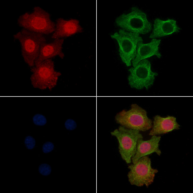 Phospho-Fra1 (Ser265) Antibody in Immunocytochemistry (ICC/IF)