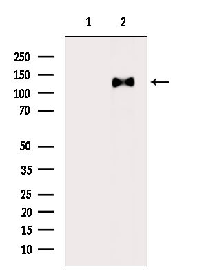 Phospho-p130Cas (Tyr165) Antibody in Western Blot (WB)
