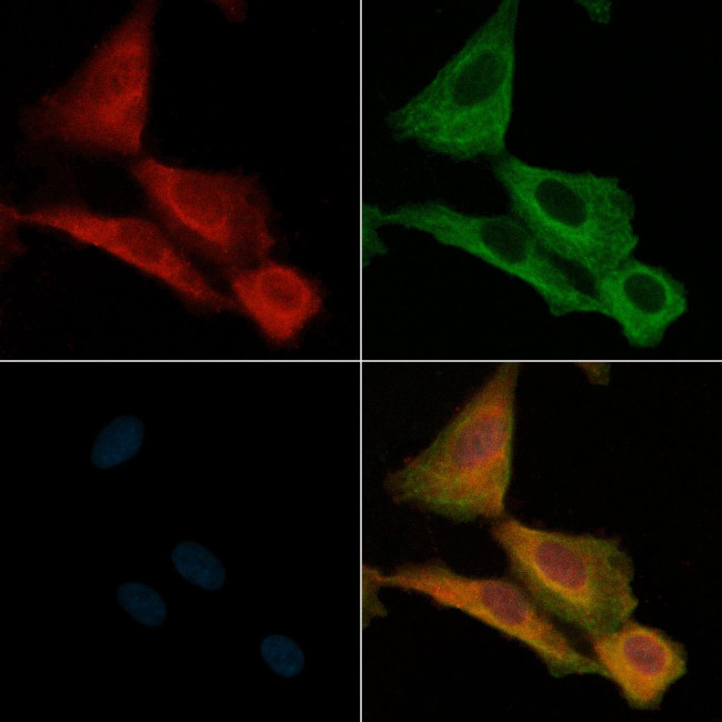 Phospho-SLP76 (Ser376) Antibody in Immunocytochemistry (ICC/IF)