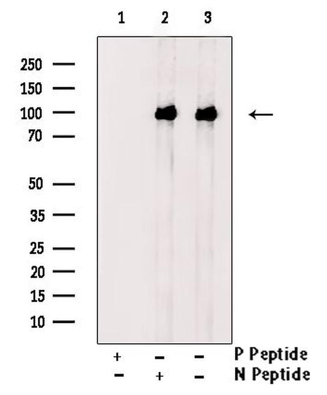 Phospho-CDCP1 (Tyr707) Antibody in Western Blot (WB)