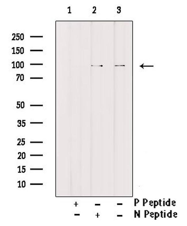 Phospho-CDCP1 (Tyr743) Antibody in Western Blot (WB)