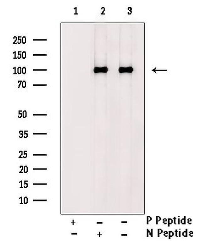 Phospho-CDCP1 (Tyr806) Antibody in Western Blot (WB)