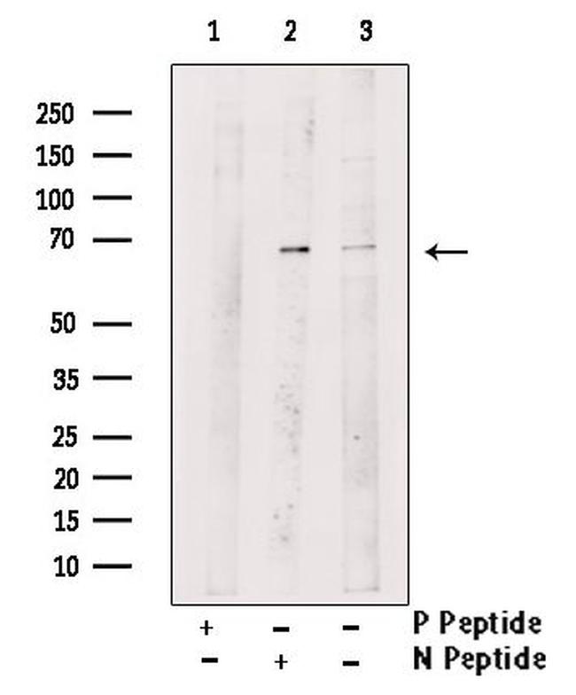 Phospho-RANBP3 (Ser126) Antibody in Western Blot (WB)