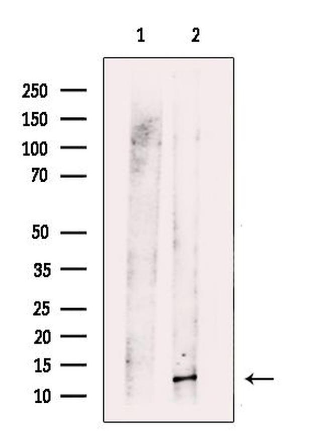 ROC1 Antibody in Western Blot (WB)