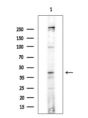 TOB1 Antibody in Western Blot (WB)