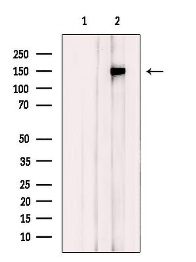 GKAP1 Antibody in Western Blot (WB)