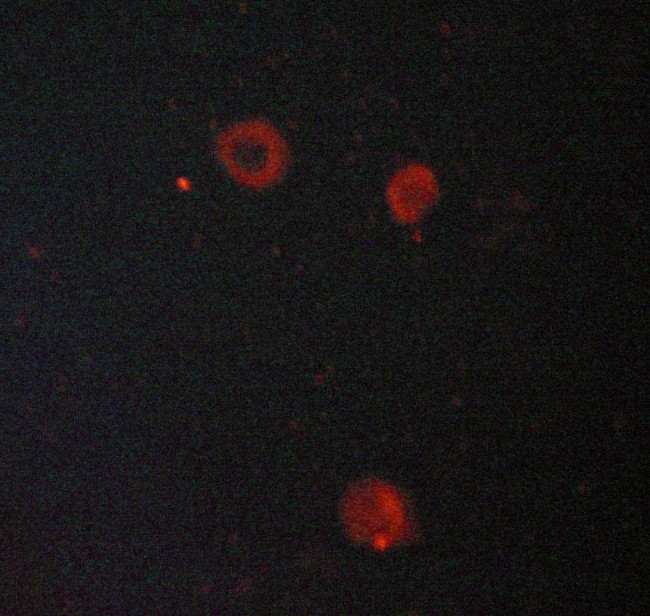 ATP1A1 Antibody in Immunocytochemistry (ICC/IF)