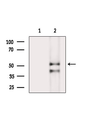 Phospho-NEK2 (Ser171) Antibody in Western Blot (WB)