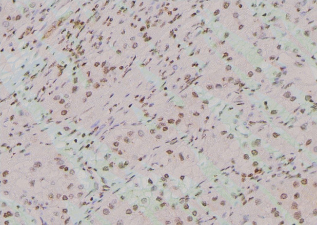 Phospho-TAB1 (Tyr481) Antibody in Immunohistochemistry (Paraffin) (IHC (P))