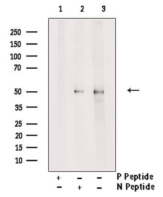 Phospho-AP2 gamma (Ser434) Antibody in Western Blot (WB)