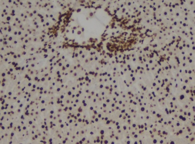 Phospho-Annexin A2 (Tyr238) Antibody in Immunohistochemistry (Paraffin) (IHC (P))
